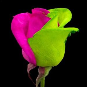 Meet your Posher, Aka